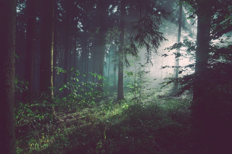Ozark hiking trails