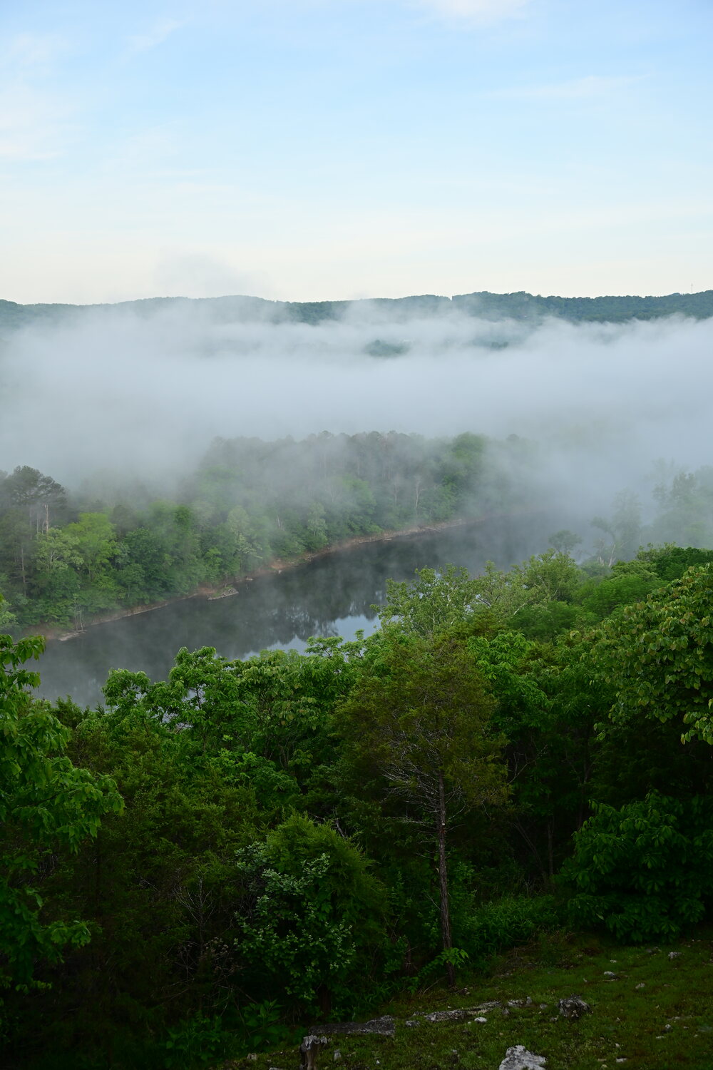 Morning fog over the valley framed by an overhanging oak branch