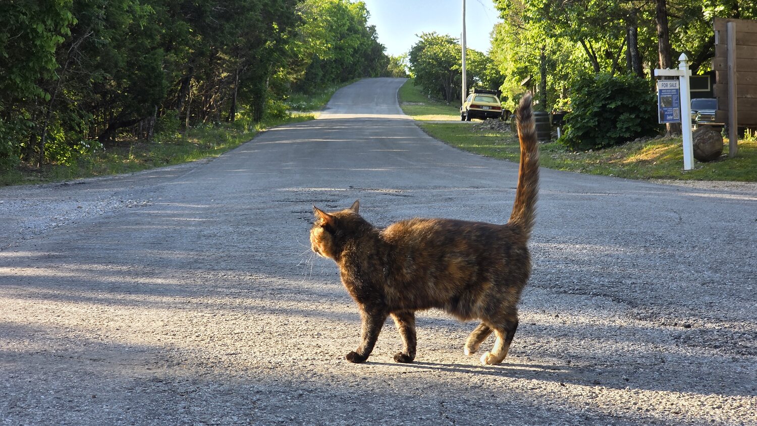 A resident tortoiseshell cat walking the gravel road through the property